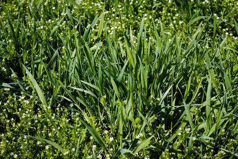 Field florets in a high grass Stock Photos