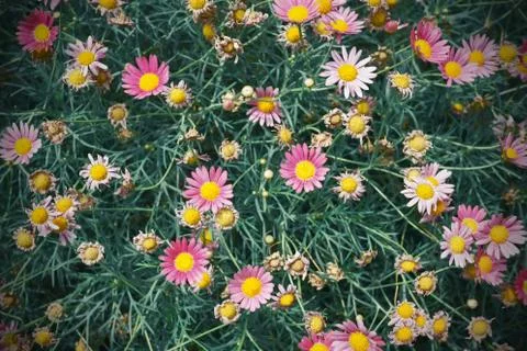 Field of flower background Stock Photos