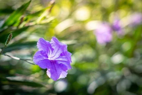 Field of flower Beautiful Stock Photos
