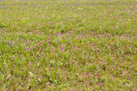 Field. Flower field. The first spring flowers Foto stock