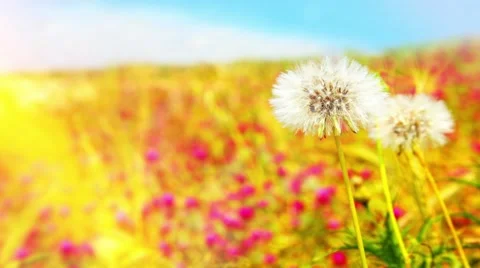 Field with flower with fluff, hello summer holidays Stock-Footage 62680982