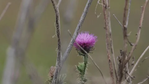 Field flower Stock Footage 99940768