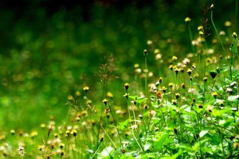 Field of Flower Grass ** note select focus with shallow depth of field:ideal Stock Photos