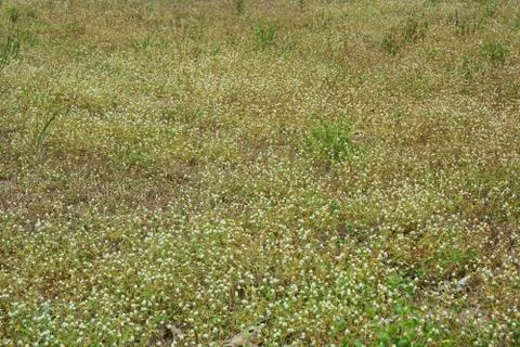 Field of Flower Grass ** note select focus with shallow depth of field:ideal Stock Photos