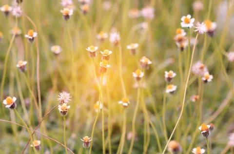 Field of Flower Grass Stock Photos