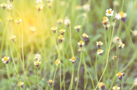 Field of Flower Grass Stock Photos