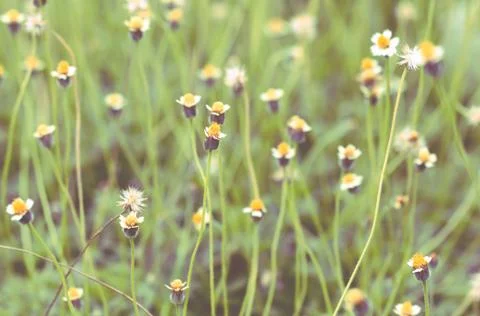 Field of Flower Grass Stock Photos