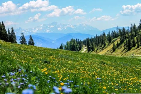 Field, Flower image Stock Photos
