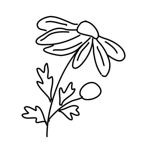Field flower isolated on white. Vector illustration Stock Illustration