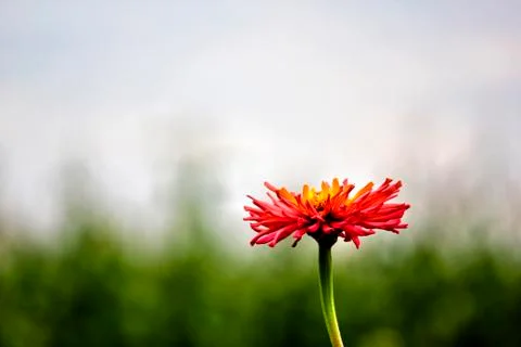 Field Flower Stock Photos