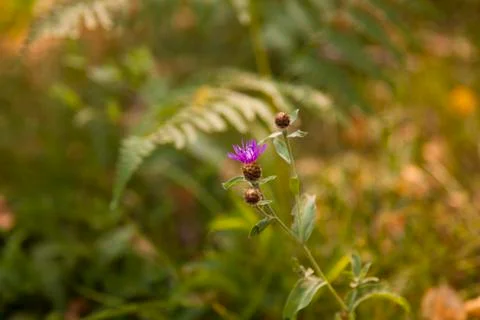 Field flower Stock Photos