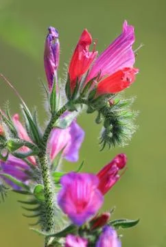 Field flower. Stock Photos