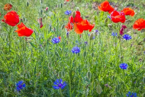 Field of flower Stock Photos