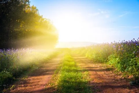 Field of flower Stock Photos