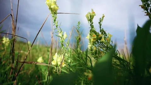 Field flower swaying in the wind against the background of the rain sky Stock Footage