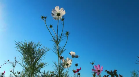 Field of flower white flower Stock Footage 26239592
