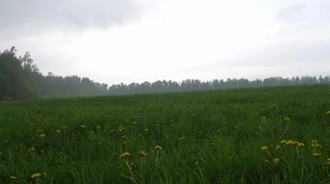 Field of flowering chamomiles under bright sky. Stock Footage 51452588