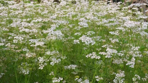 Field of flowering coriander plants 스톡 동영상 332587429