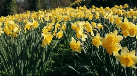 Field of flowering daffodils Vídeo Stock 10713899