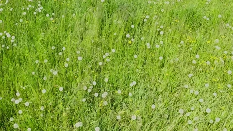 Field of flowering dandelions. Stock Footage 130407215