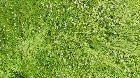 Field of flowering dandelions. Stock Footage 130412018