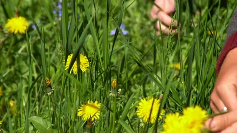 Field of flowering dandelions Stock Footage 130971523
