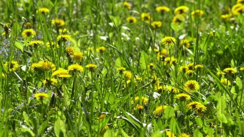 Field of flowering dandelions Stock Footage 130972123
