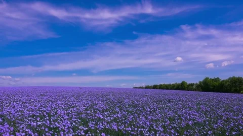 A Field of Flowering Flax Stock-Footage 76728734