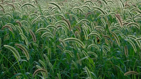 Field of flowering grass blowing in the wind Video stock 110776810