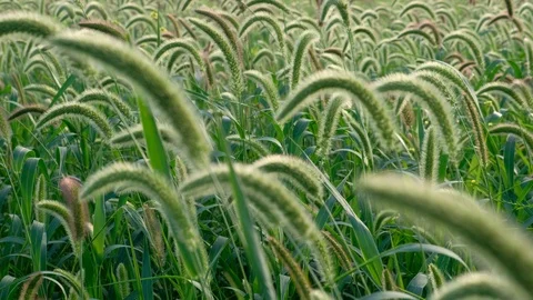 Field of flowering grass blowing in the wind Video stock 110778512