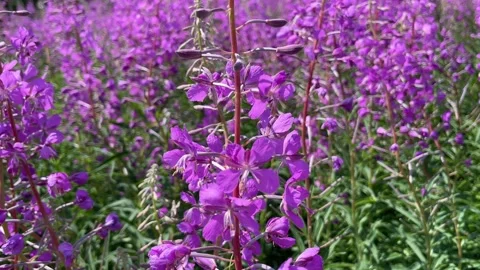 Field of flowering Ivan-tea. Herbal tea on nature and bee Stock Footage 247915061