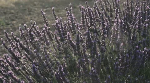 A field of flowering lavender Stock Footage 24672324