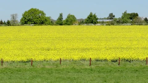 A field of flowering Oil Seed Rape in Spring. England. UK Stock Footage 334498194