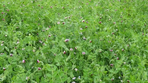 Field of flowering pea plants Vídeos de archivo 332562526