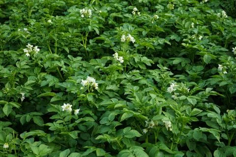 Field with flowering potatoes. White potato flowers. Stock Photos