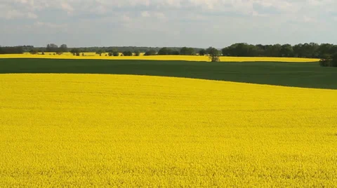 Field of flowering rape Stock-Footage 37586772