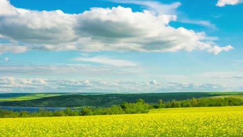 A Field of Flowering Rapeseed Stock Footage 156241541