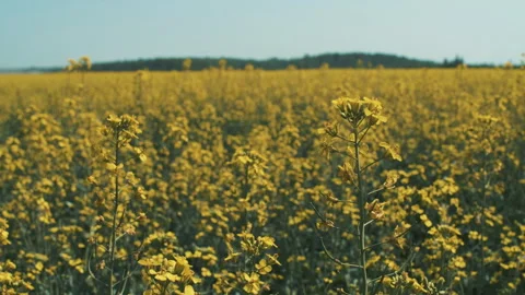 Field of flowering rapeseed Stock Footage 245781737