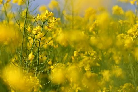 Field with flowering rapeseed in spring time. Stock Photos