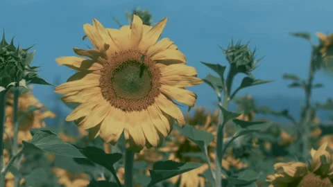 Field of flowering sunflower Stock Footage 246594319