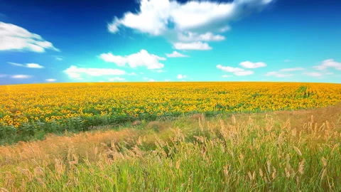 Field of flowering sunflowers Stock Footage 87340814