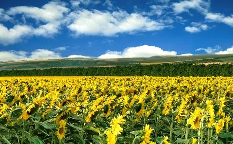 Field of flowering sunflowers Stock Photos
