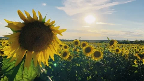 A field of flowering sunflowers at sunset.  Stock Footage 252361677