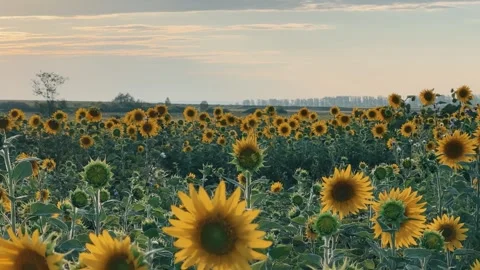 A field of flowering sunflowers at sunset.  Stock Footage 252363310