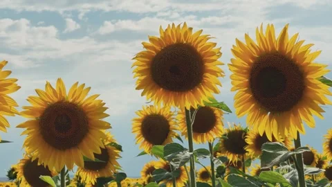 A field of flowering sunflowers at sunset.  Stock Footage 252364247