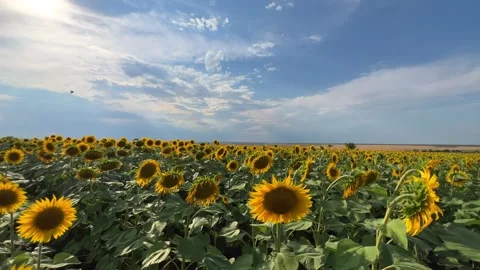 A field of flowering sunflowers at sunset.  Stock Footage 252575267