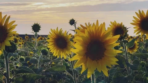 A field of flowering sunflowers at sunset.  Stock Footage 254408451