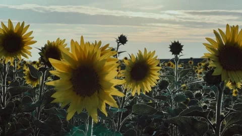 A field of flowering sunflowers at sunset.  Stock Footage 254408518