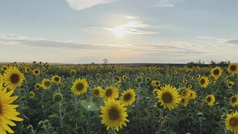 A field of flowering sunflowers at sunset.  Stock Footage 254659002