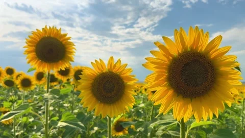 A field of flowering sunflowers at sunset.  Stock Footage 255138034